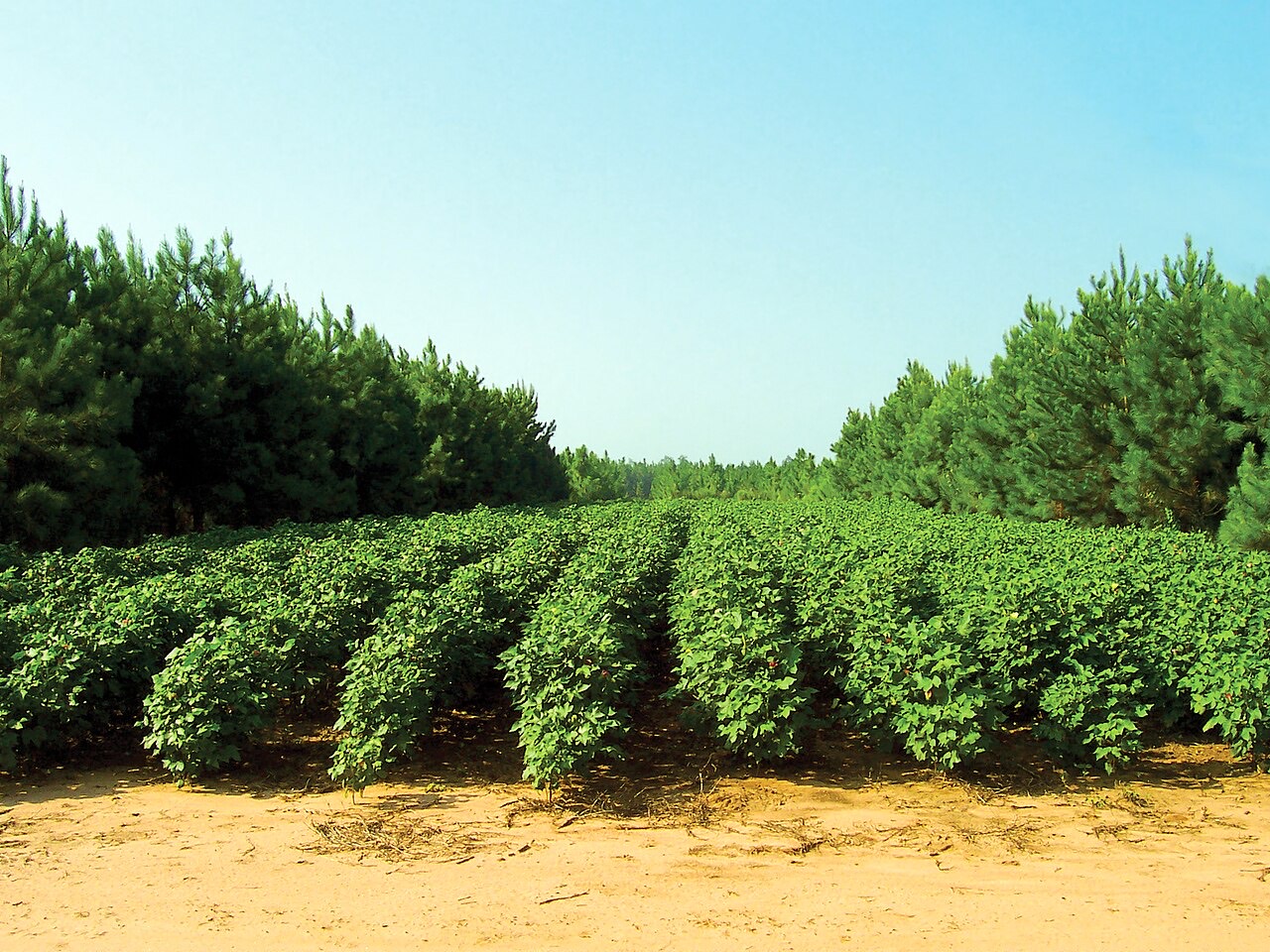 Trees integrated with crops (agroforestry)