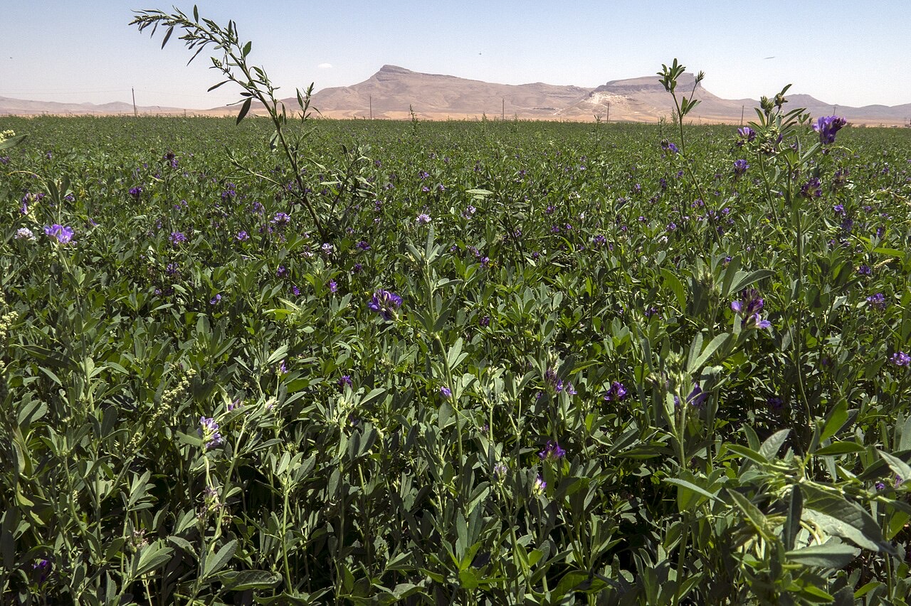 An alfalfa (lucerne) field