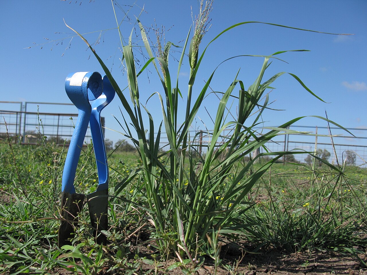 Alluvial soil