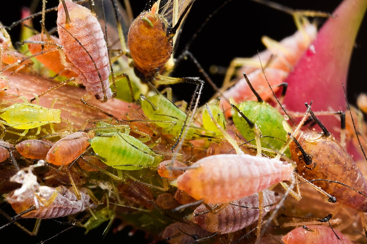 A colony of aphids on a plant