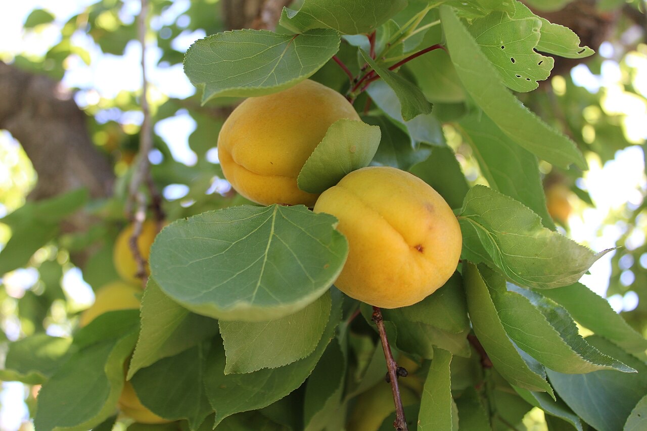 Apricots on a tree