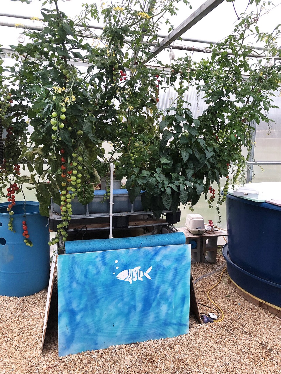 An aquaponics system