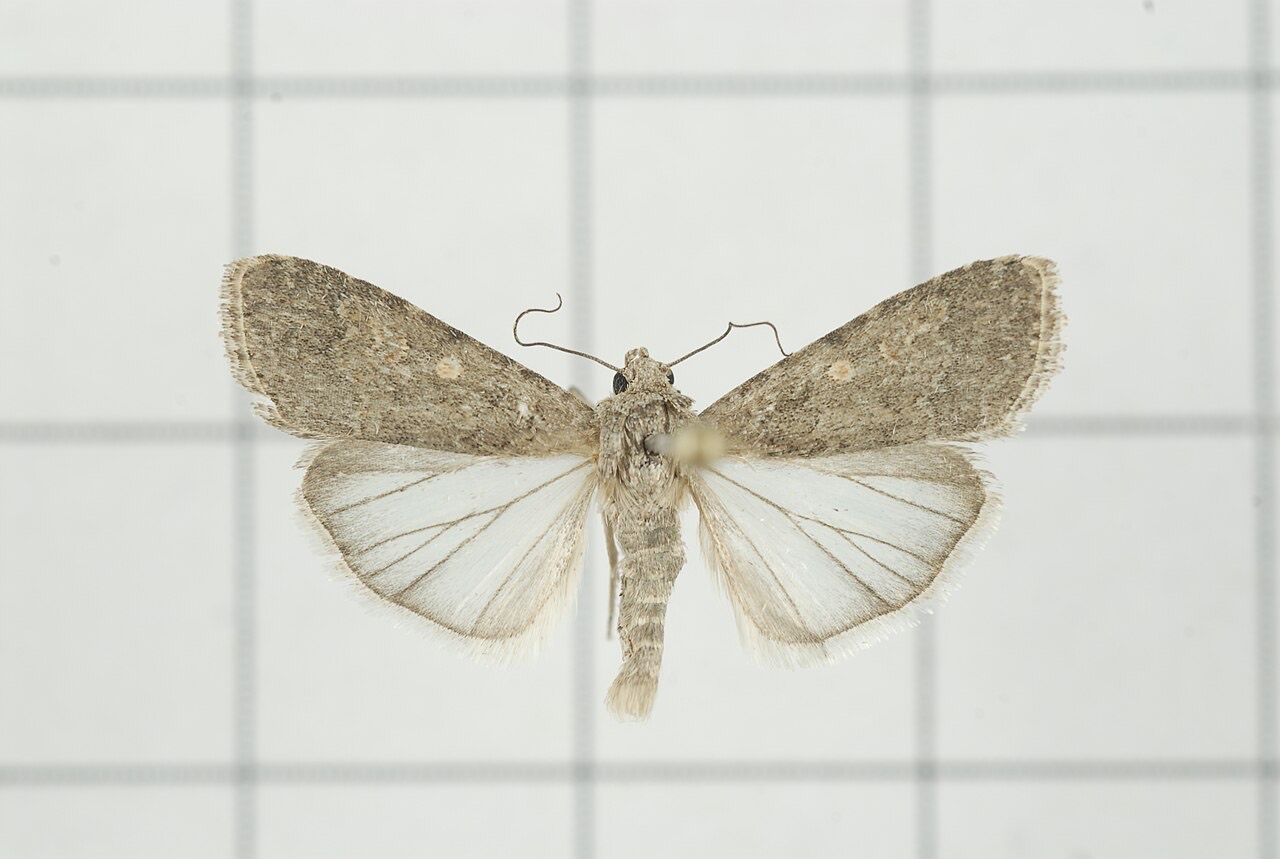 An armyworm caterpillar