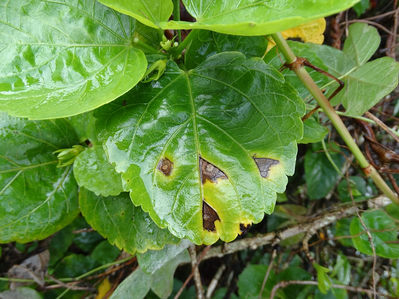 Bacterial leaf spots