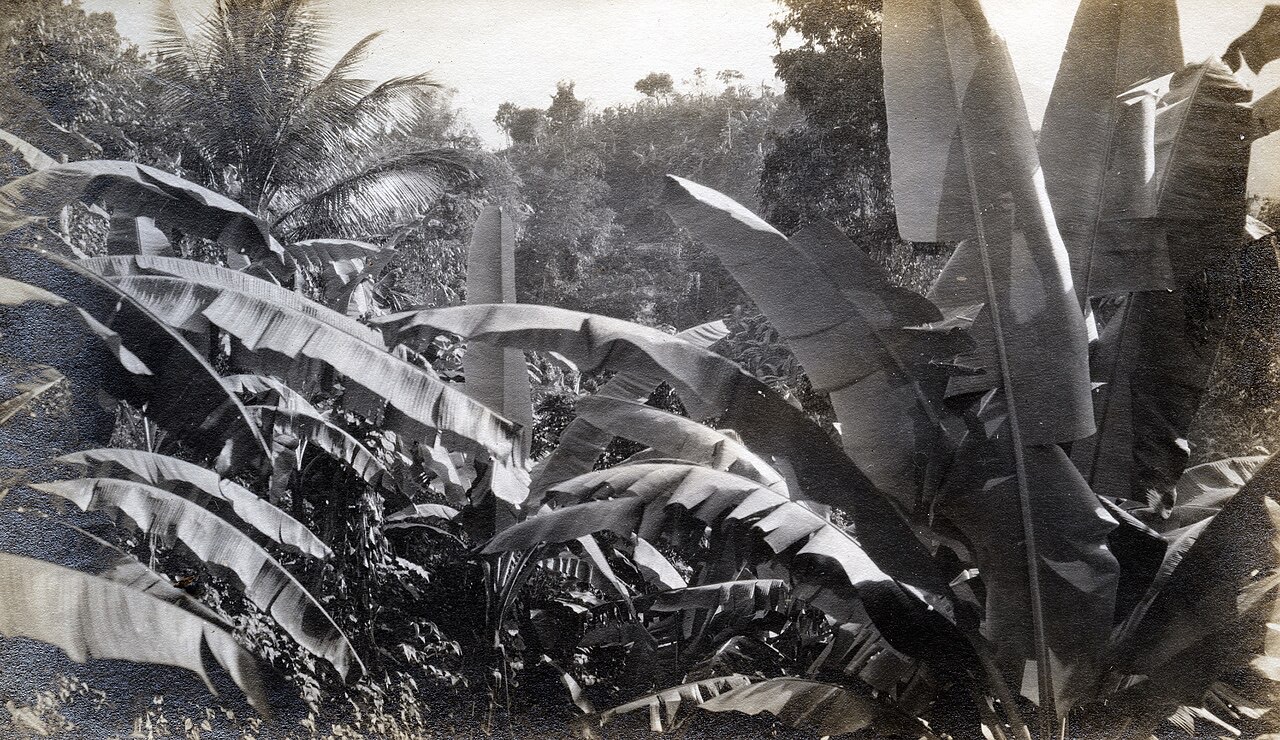 Bananas growing on a plant