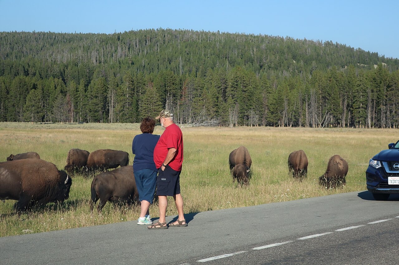 Bison