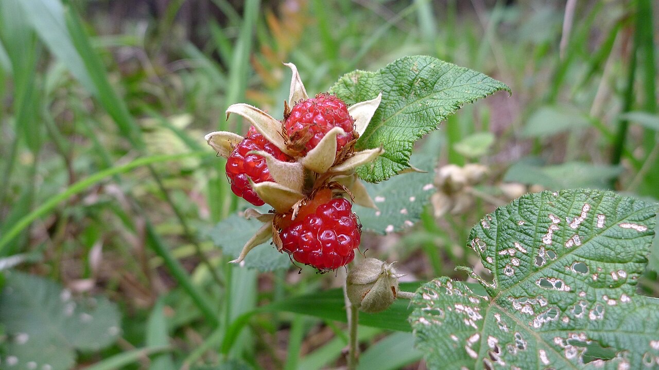 Blackberries on the bramble