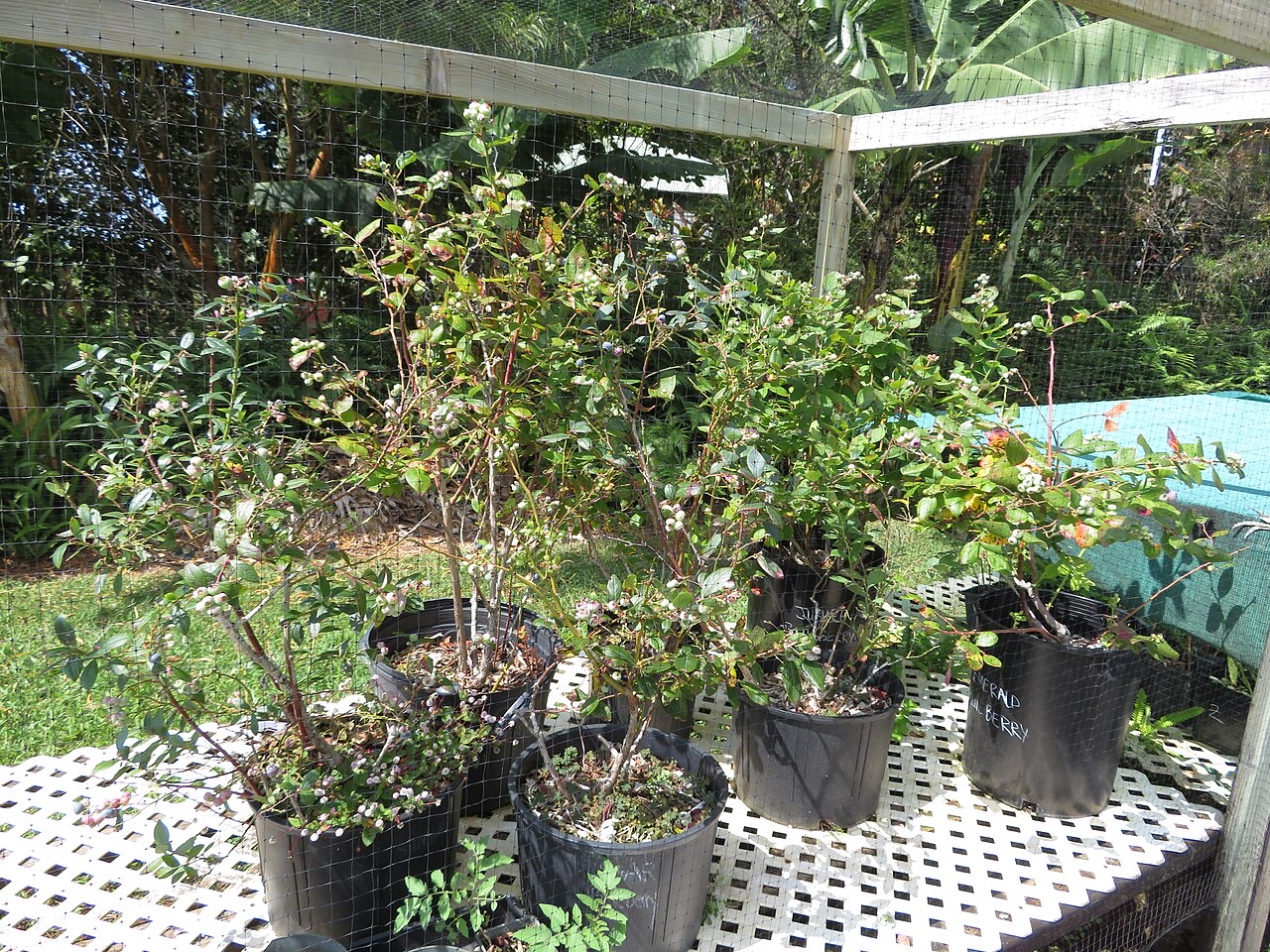 Blueberries on the bush