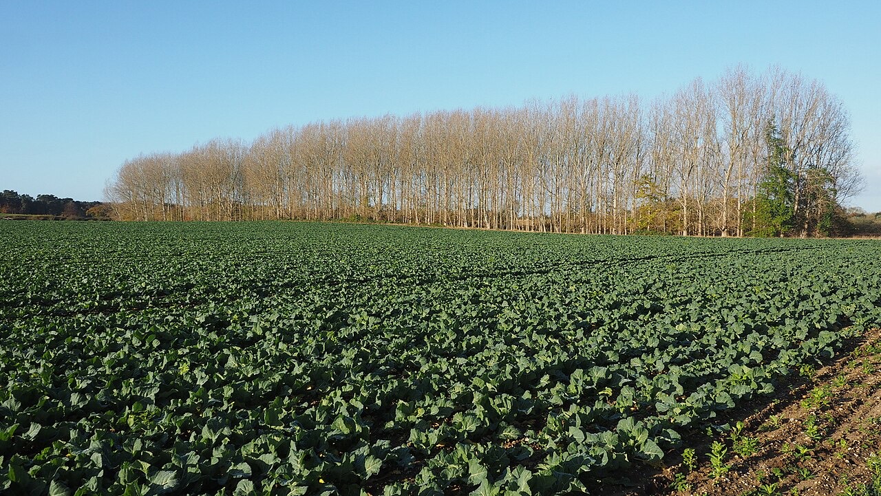 A field of cabbages