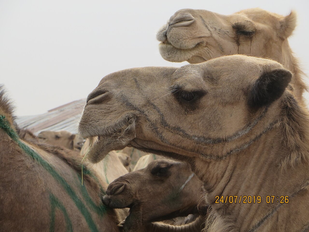 A camel