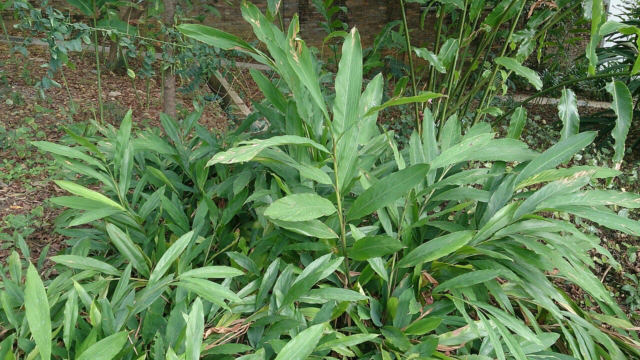 A cardamom plant