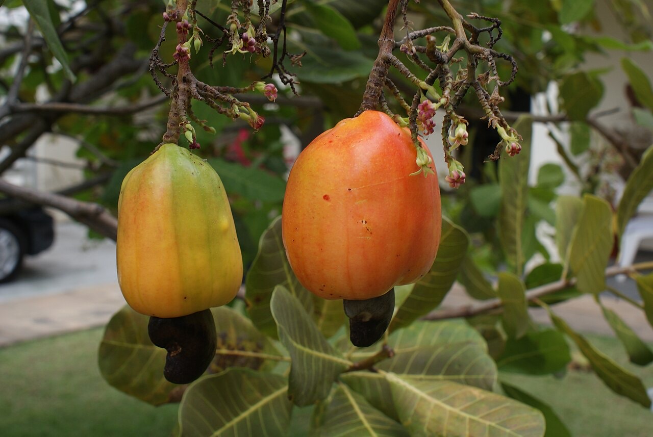 Cashew fruit on a tree