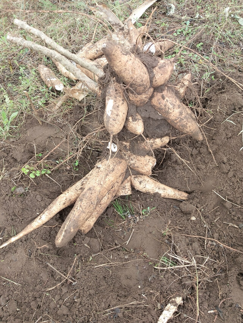 A cassava crop