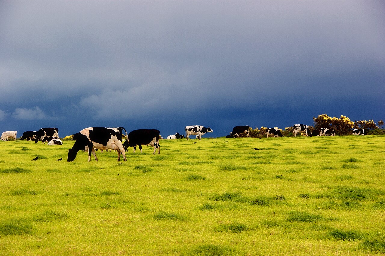 Cattle grazing in a pasture