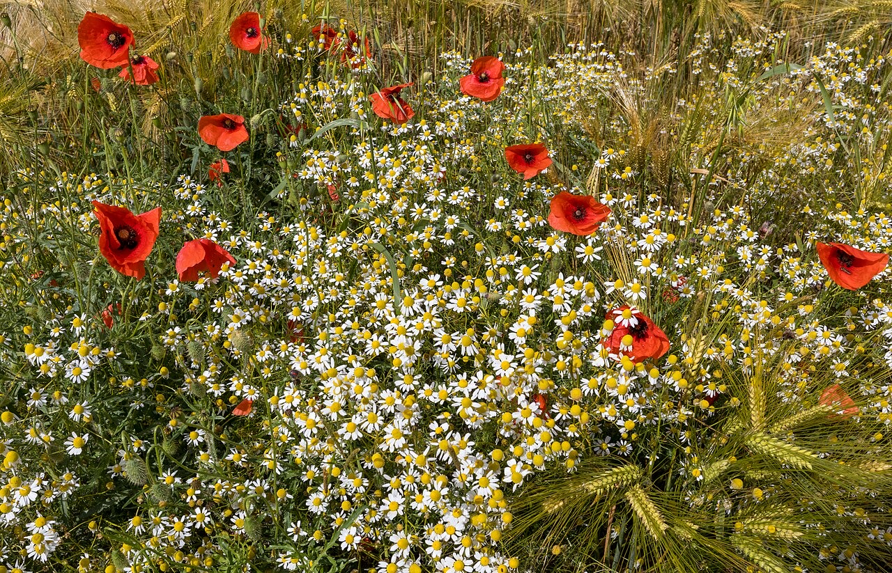Chamomile flowers