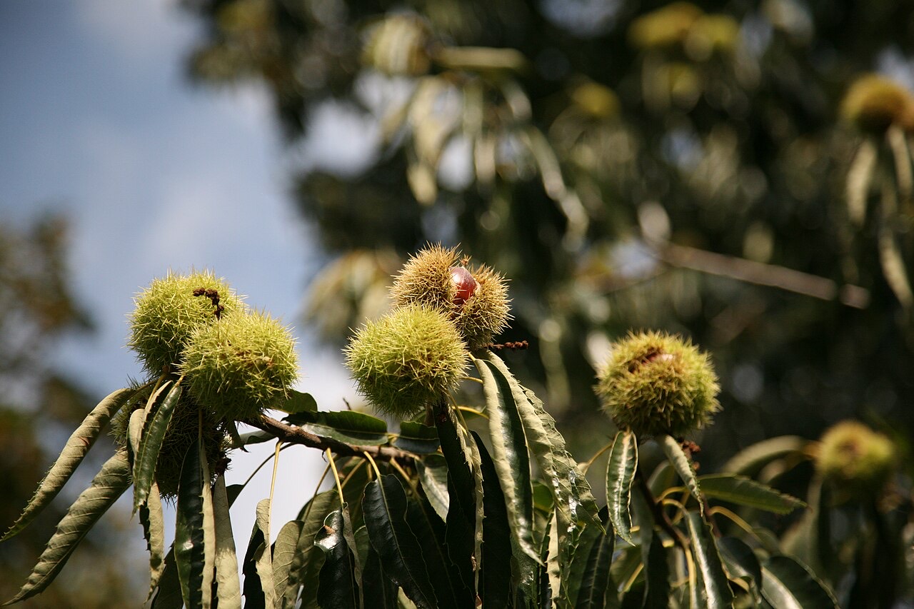 Chestnuts on a tree