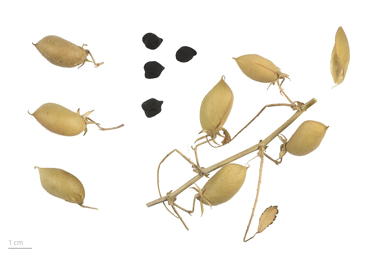 Chickpea plants