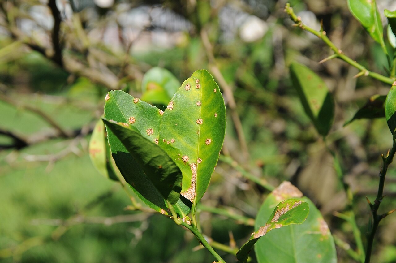 Citrus canker lesions
