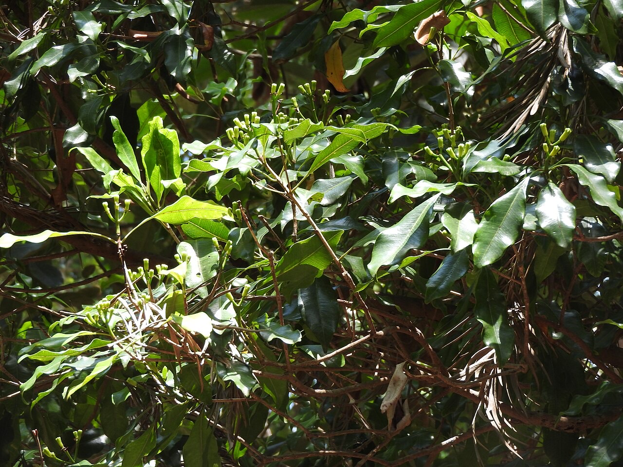 Clove buds
