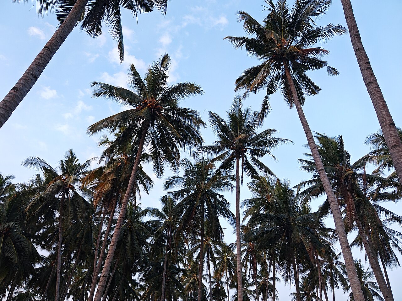 Coconut palms