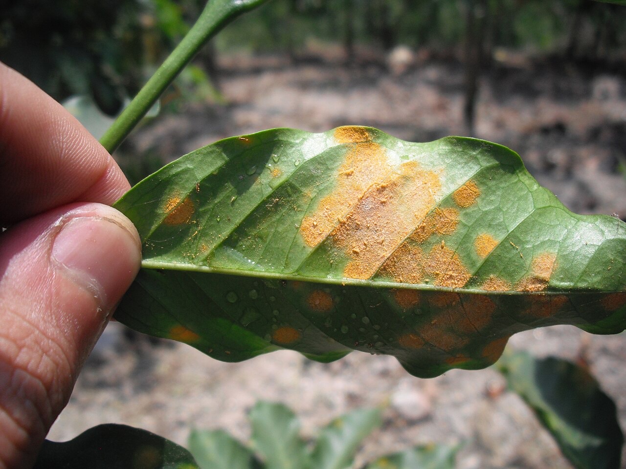 Coffee leaf rust