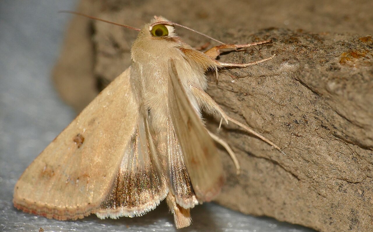 A cotton bollworm