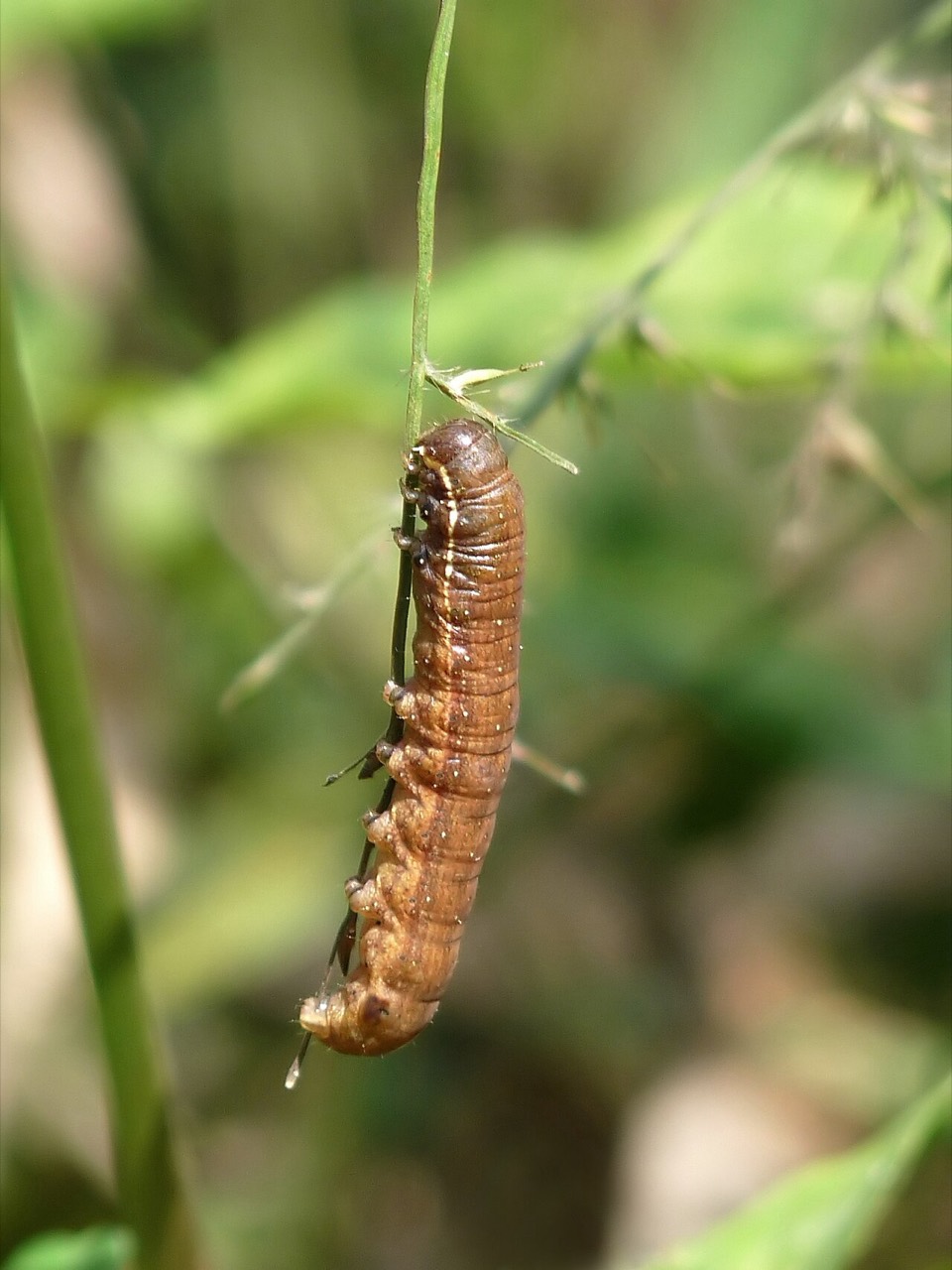 A cutworm caterpillar