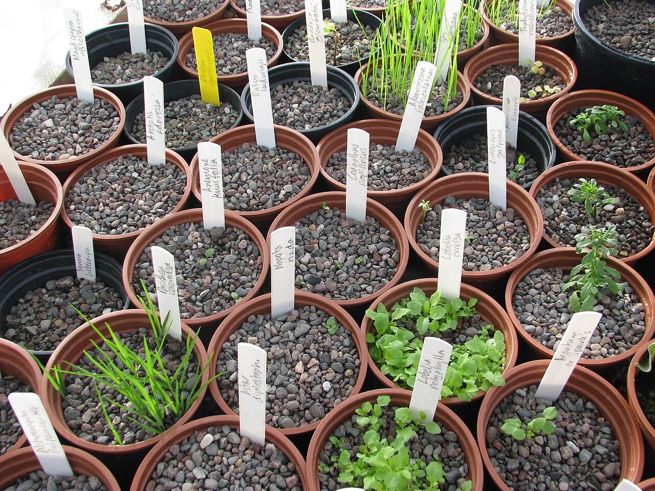 Seedlings affected by damping-off