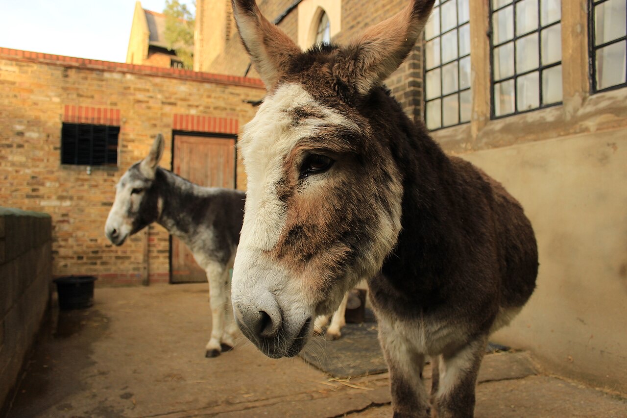 A donkey