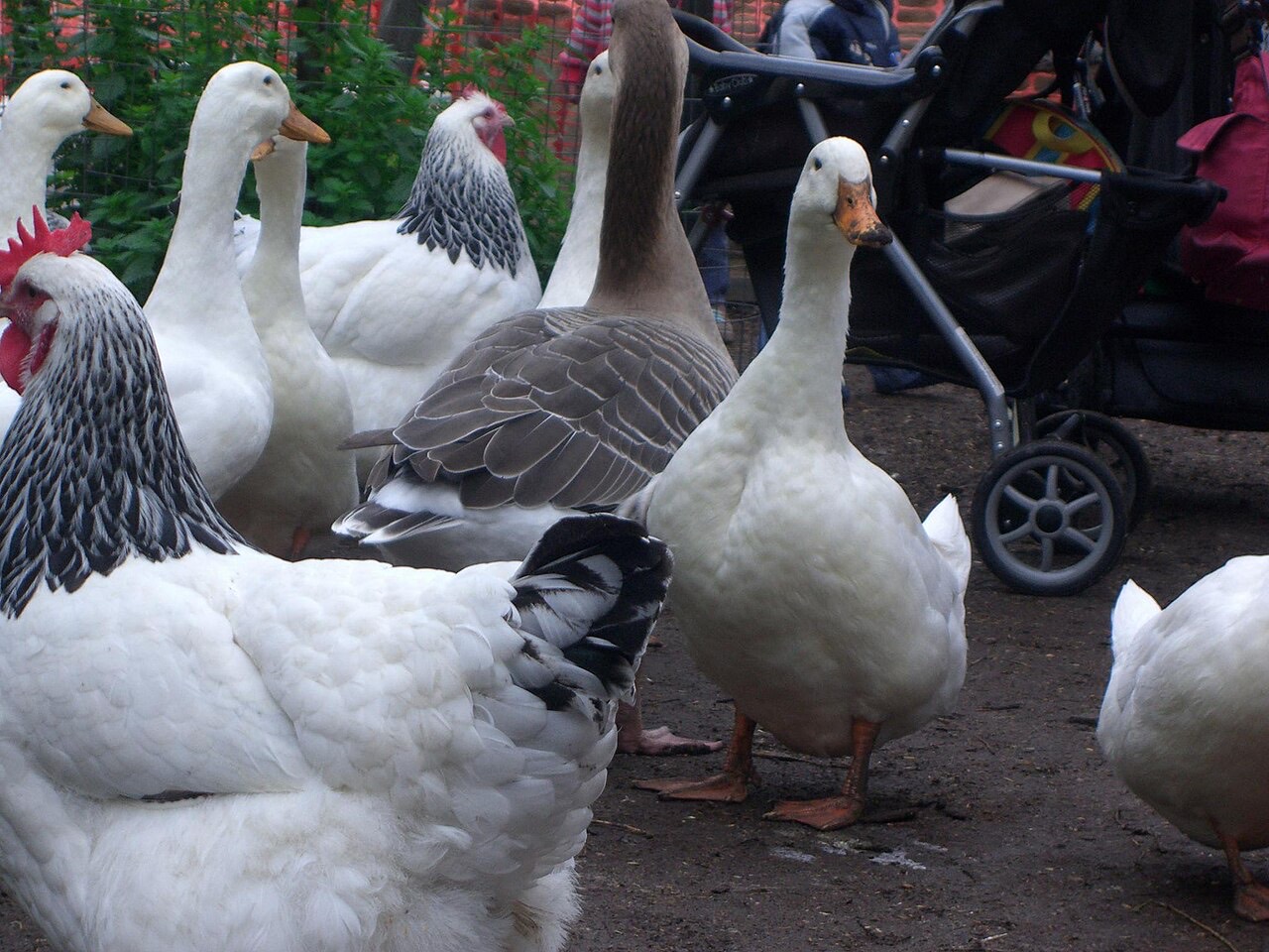 Domestic ducks