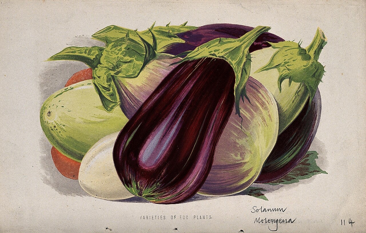 Eggplants on the plant