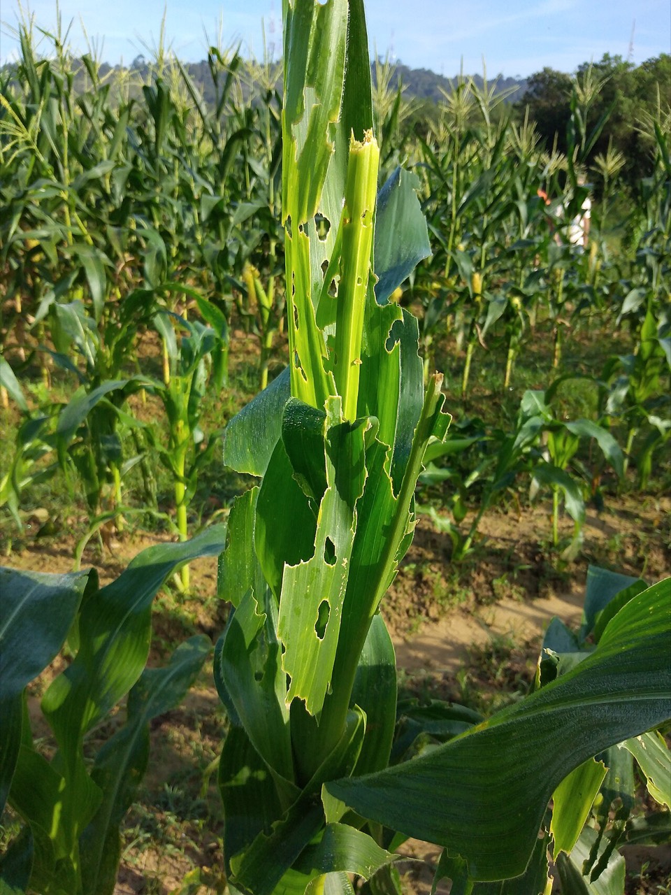 A fall armyworm caterpillar