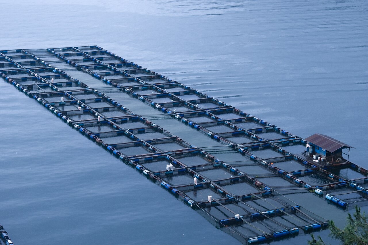 A fish farm (aquaculture)