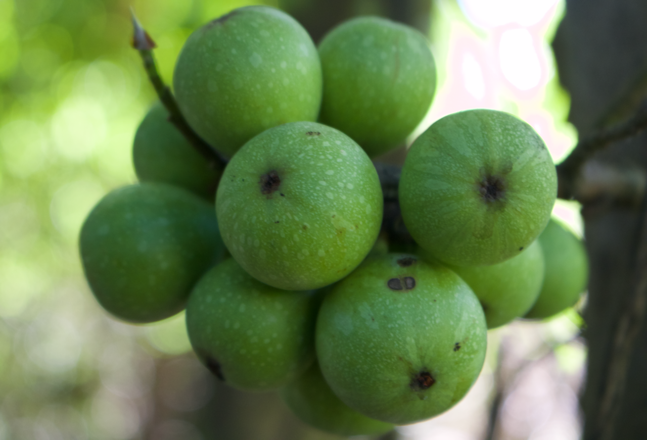 Figs on a tree