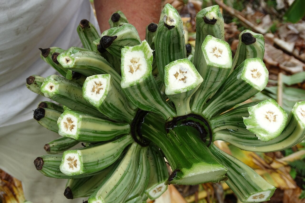A plant affected by fusarium wilt