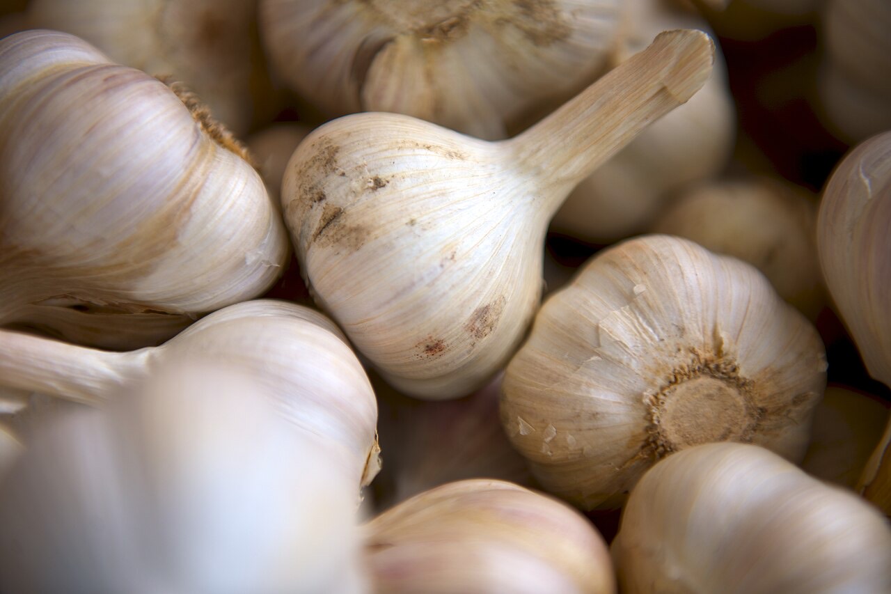 Harvested garlic bulbs