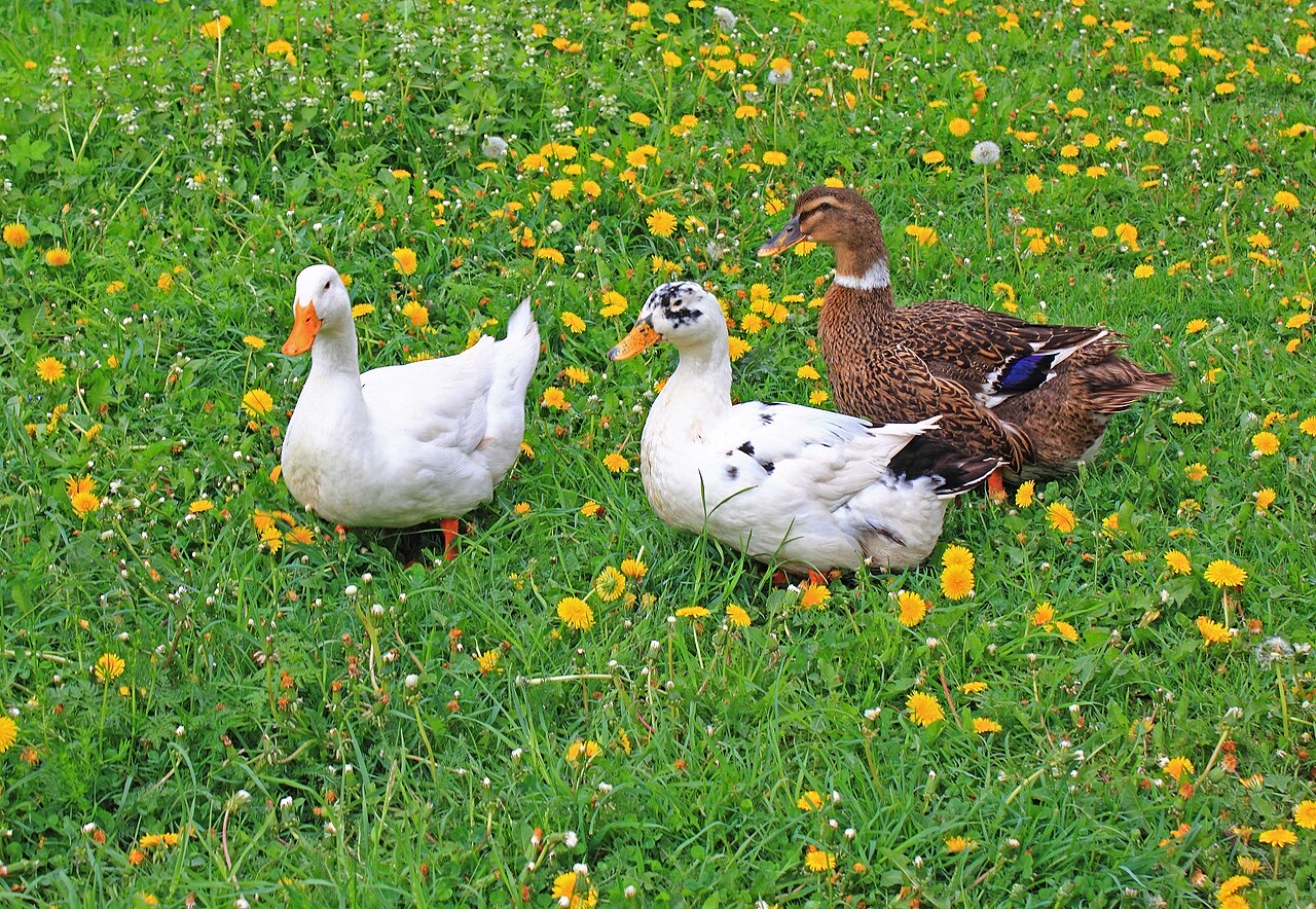 Domestic geese
