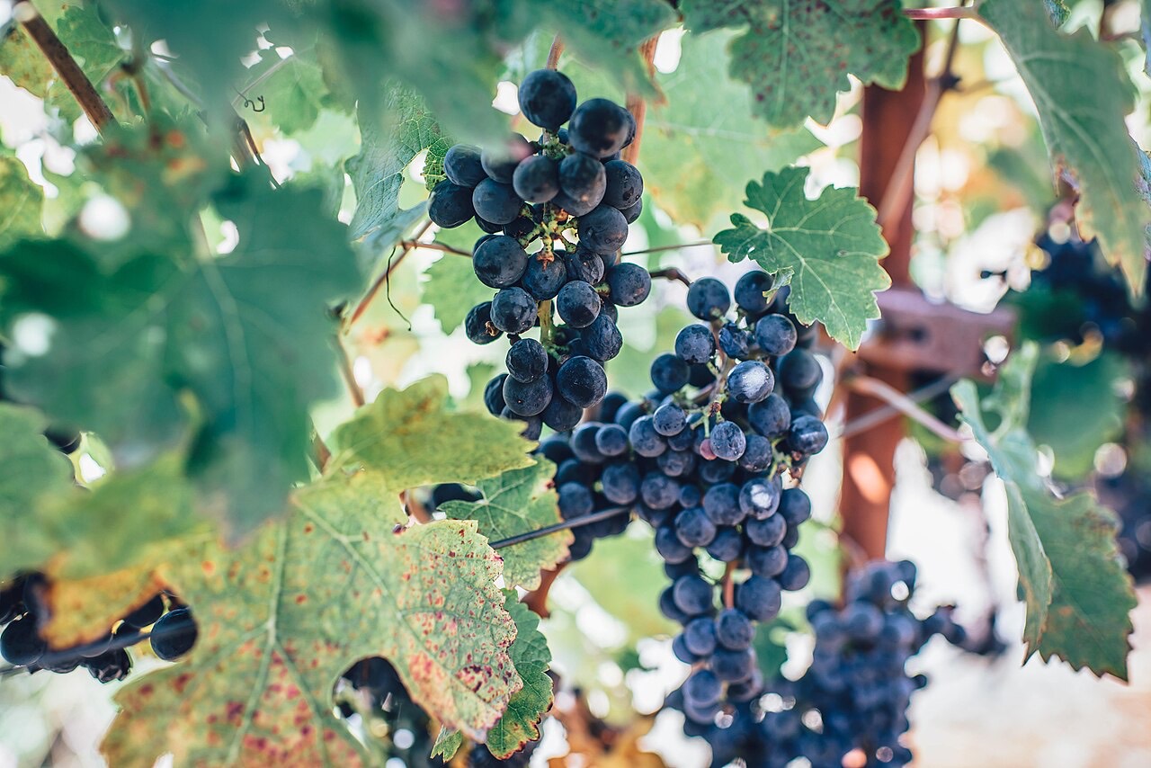 Bunches of grapes in a vineyard