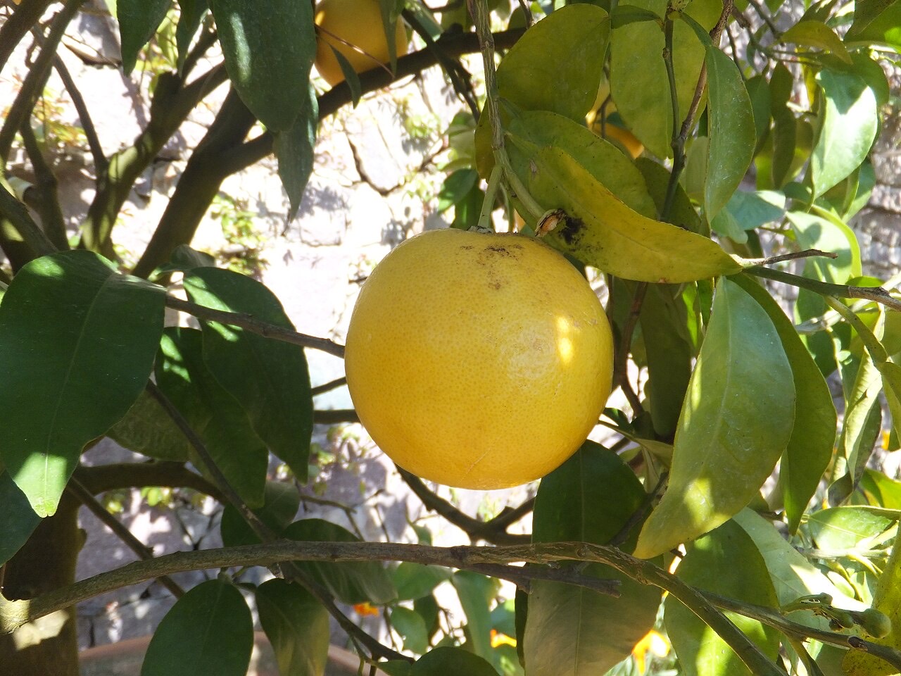 Grapefruit on a tree