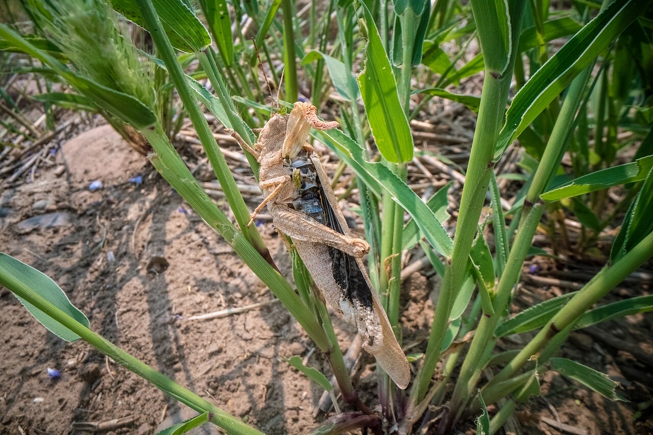 A grasshopper