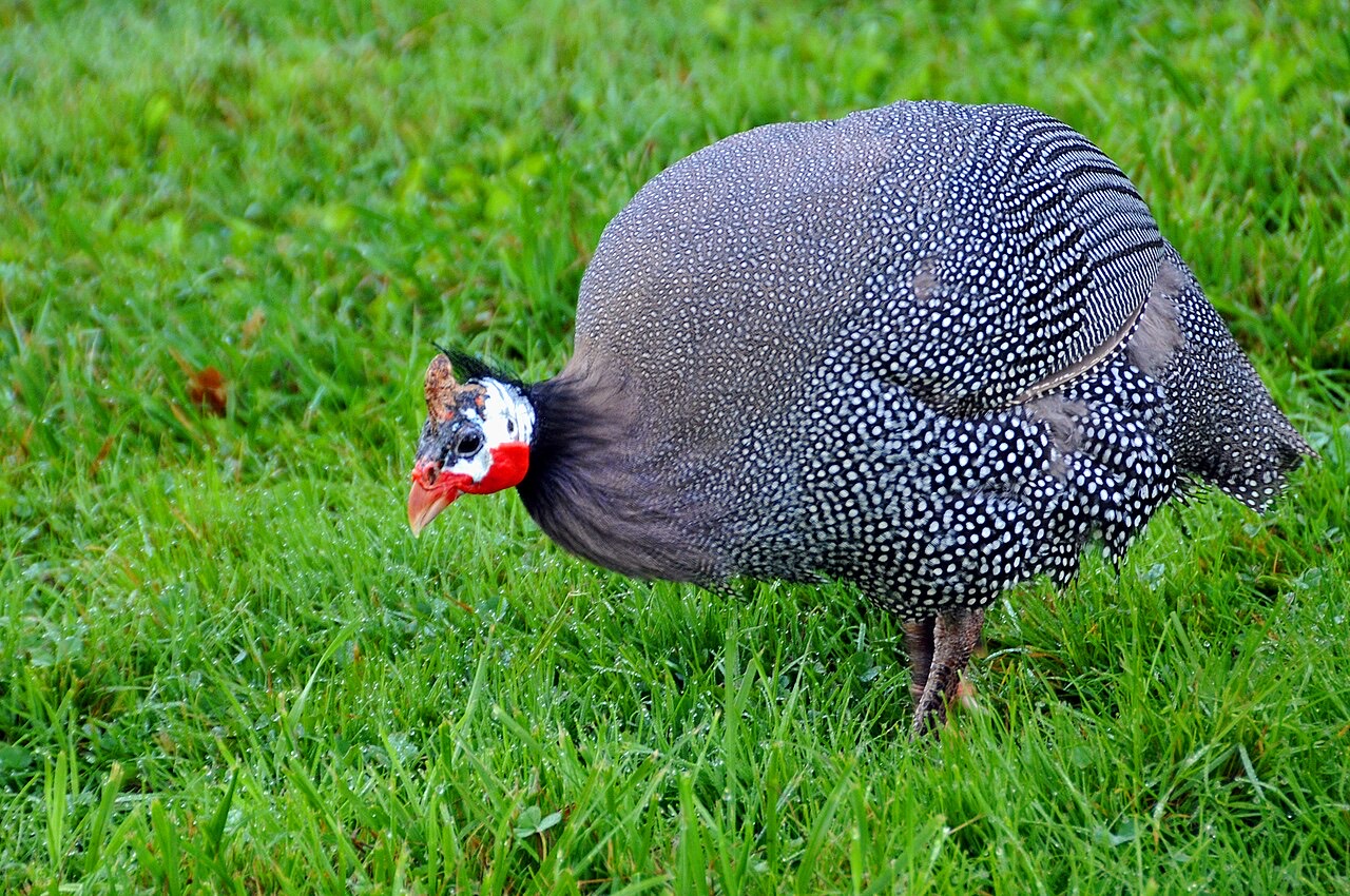 Guinea fowl