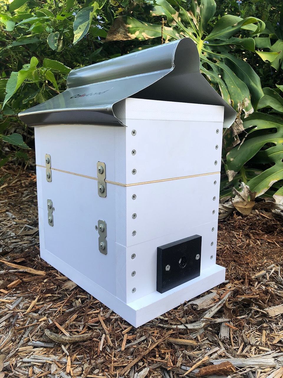 Honey bees on a frame