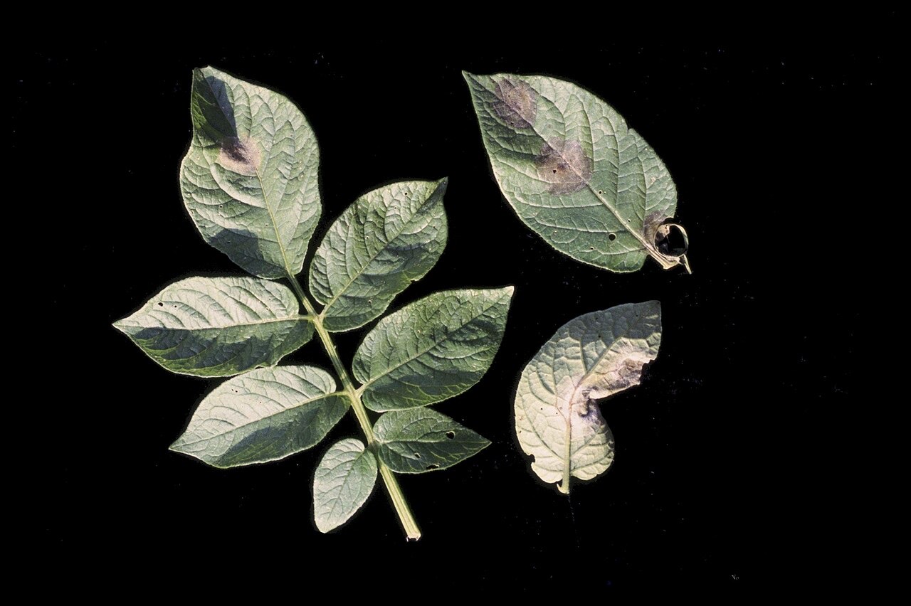 Late blight lesions on a leaf