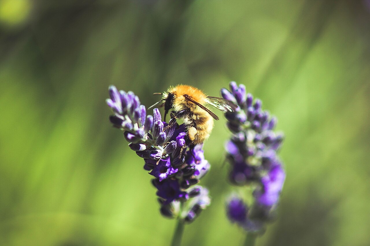 A lavender field
