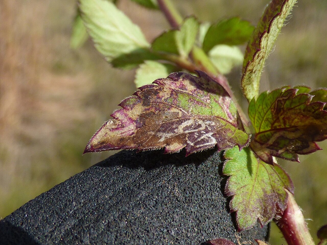 Leaf miner tunnels in a leaf