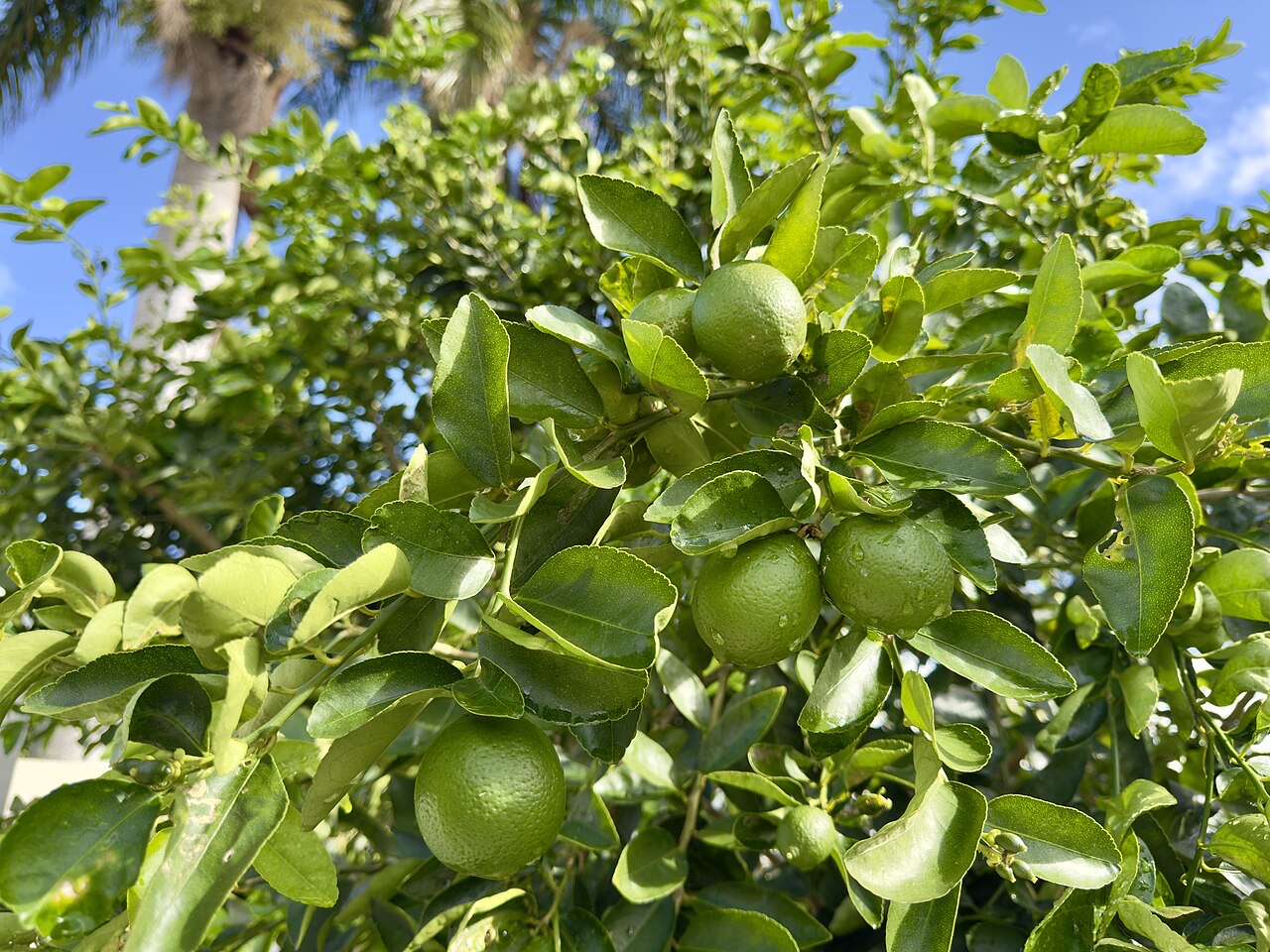 Limes on a tree