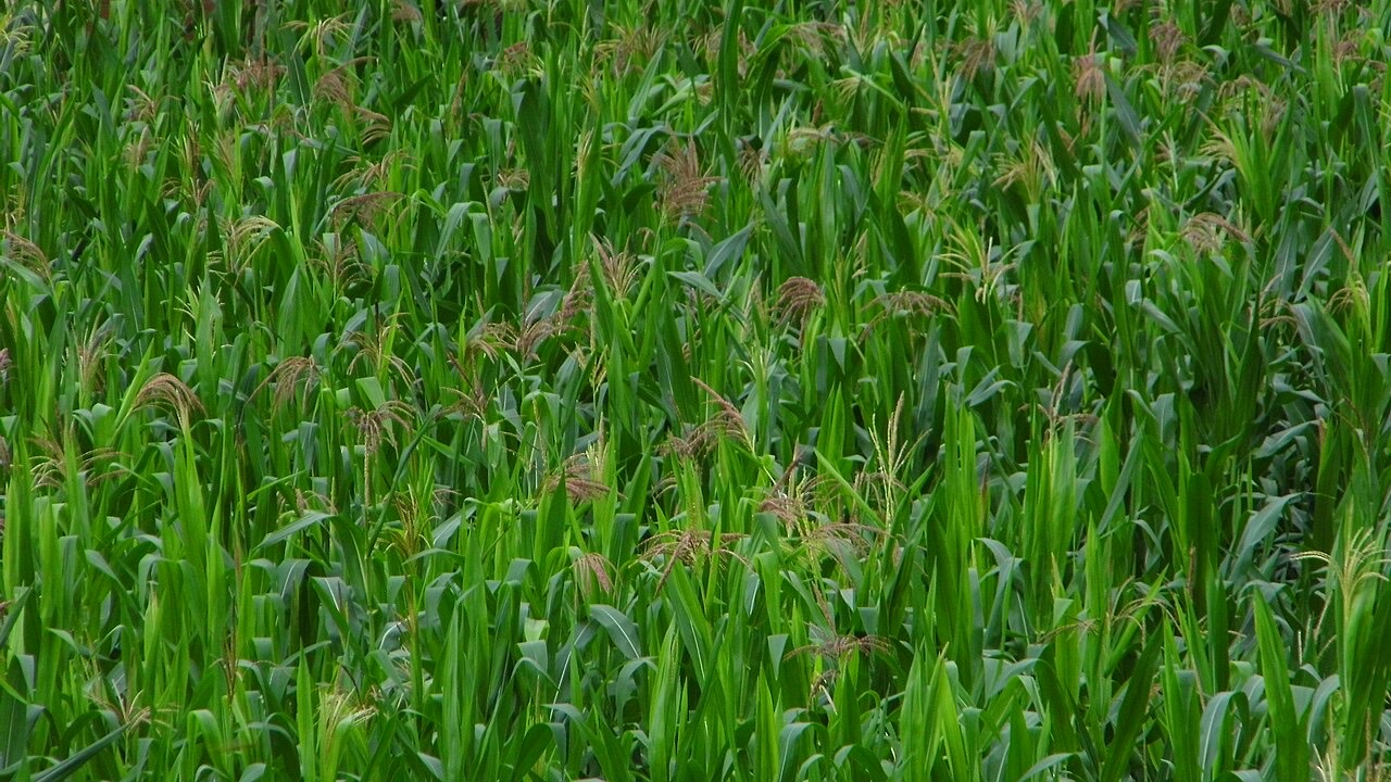 A field of maize (corn)