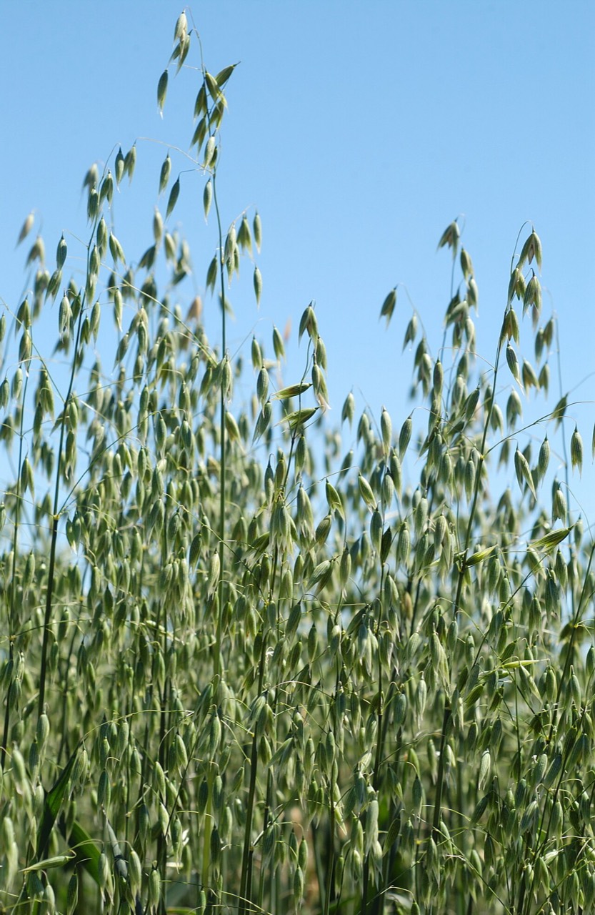 Oat plants (Avena sativa) with grain panicles