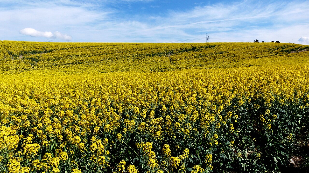 A flowering oilseed rape (canola) field