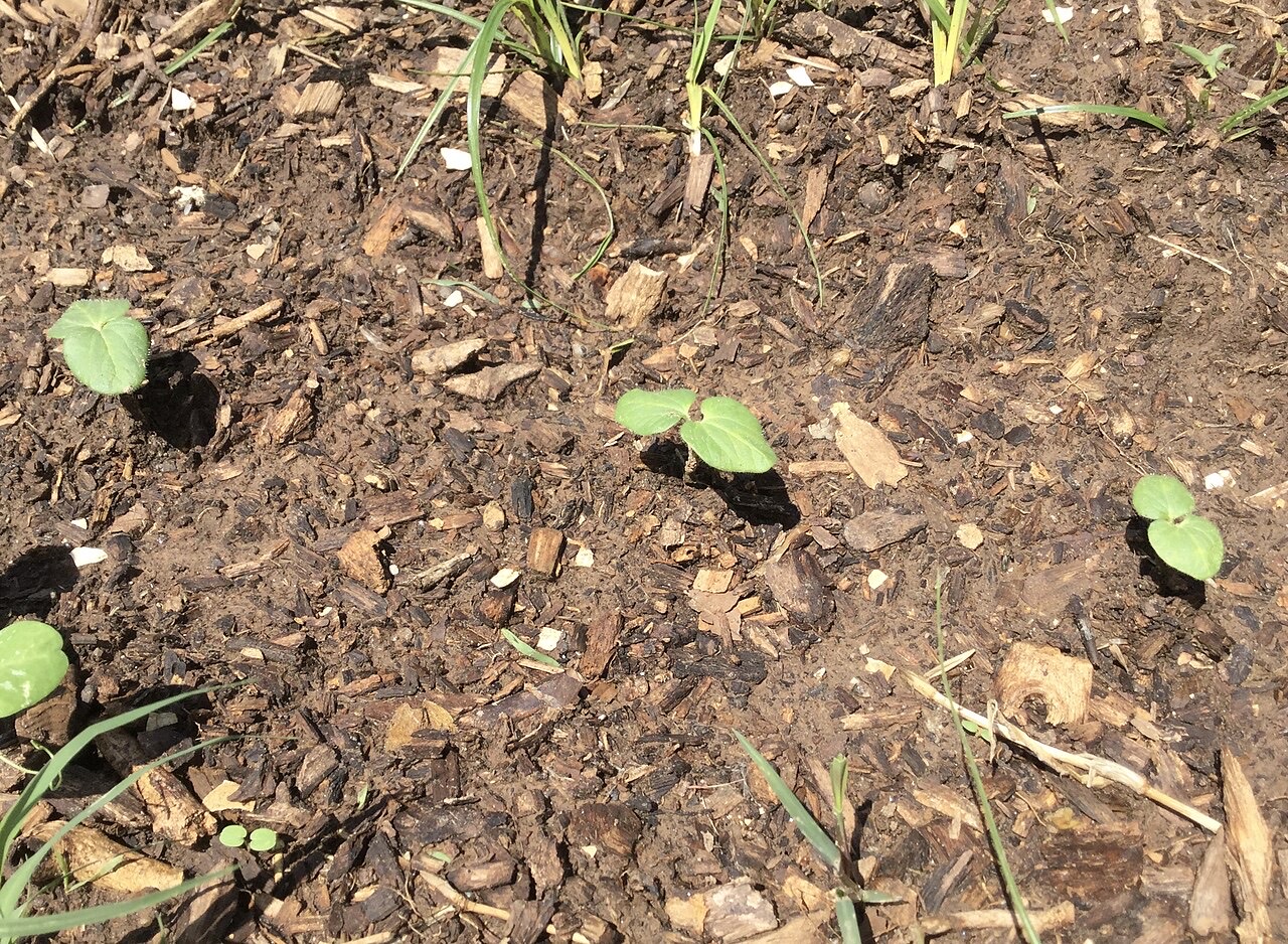 Okra pods on the plant